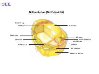 Detail Gambar Sel Eukariotik Tumbuhan Nomer 46