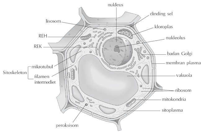 Detail Gambar Sel Eukariotik Tumbuhan Nomer 53