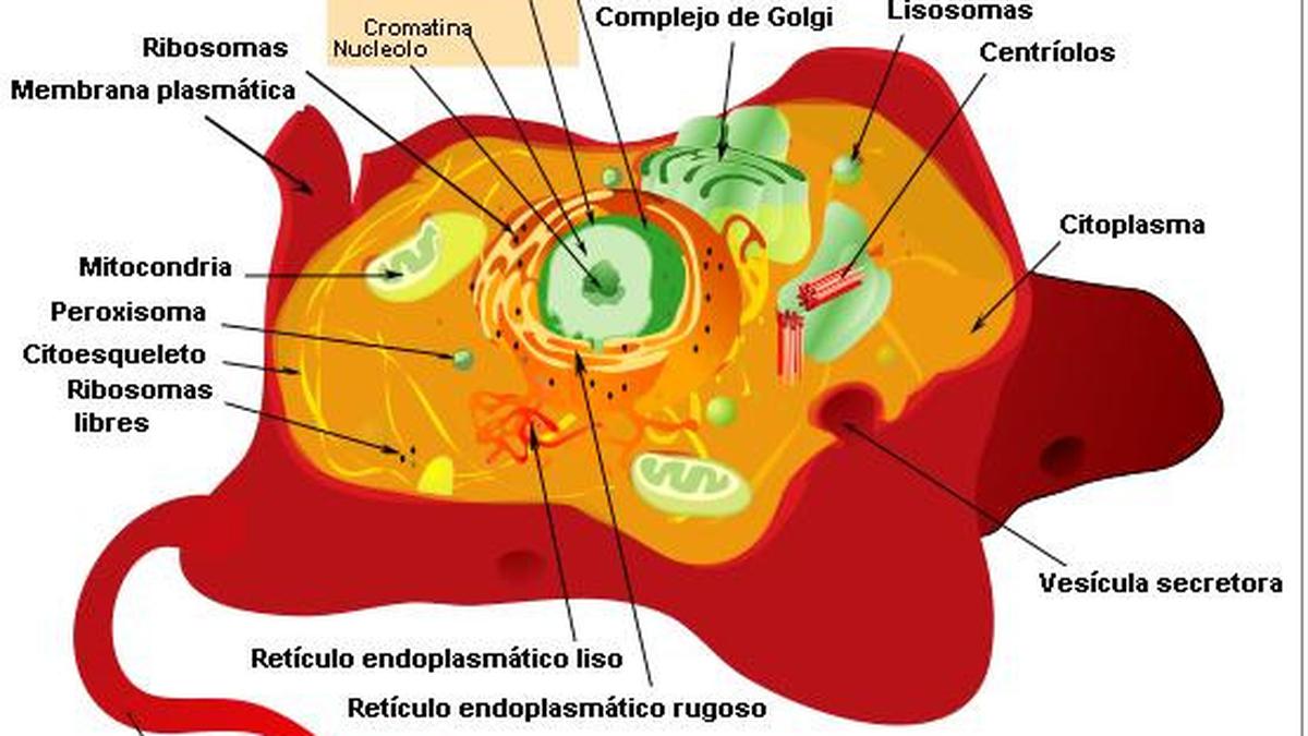 Detail Gambar Sel Eukriotik Nomer 19