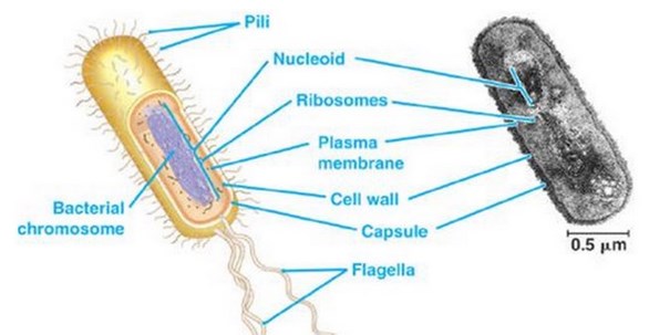 Detail Gambar Sel Eukriotik Nomer 23