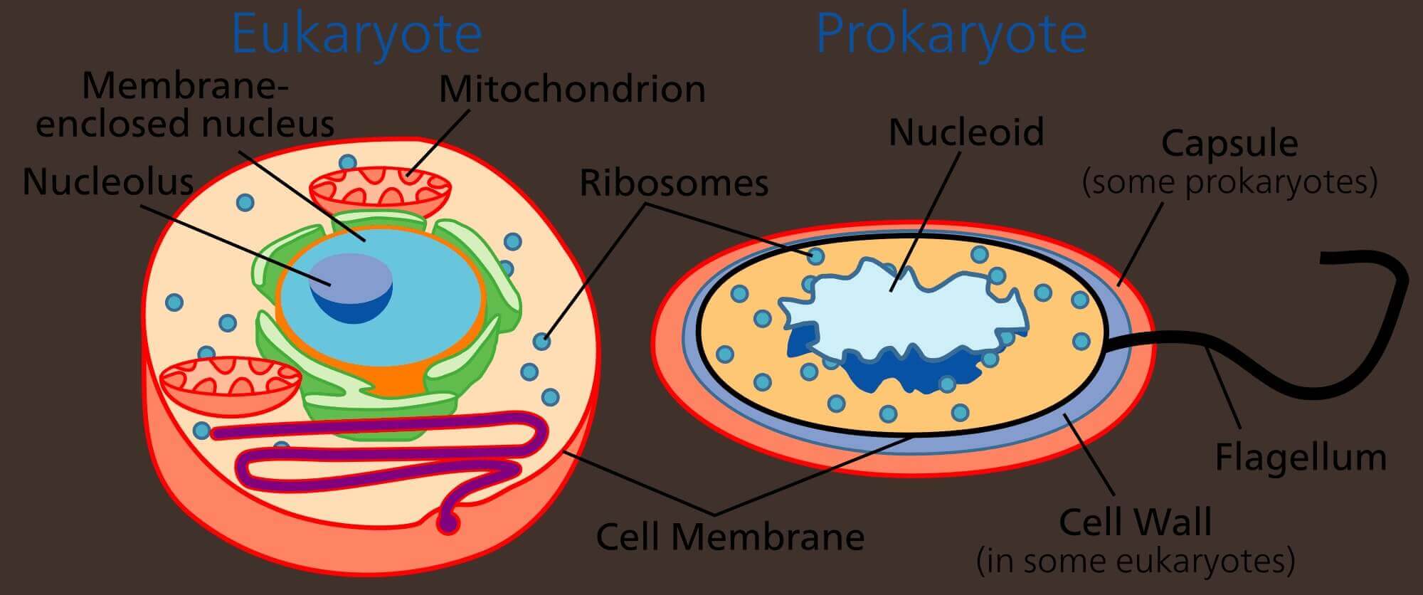 Detail Gambar Sel Eukriotik Nomer 27