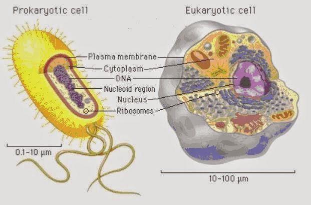 Detail Gambar Sel Eukriotik Nomer 28