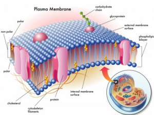 Detail Gambar Sel Eukriotik Nomer 41