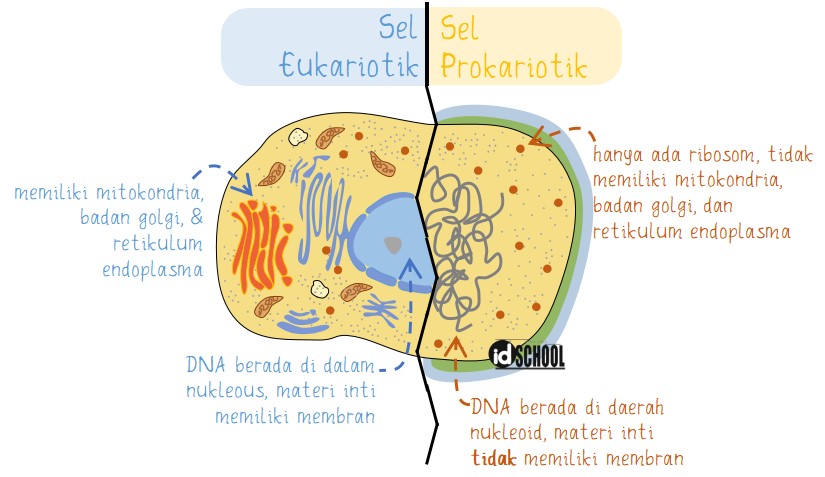 Detail Gambar Sel Eukriotik Nomer 47