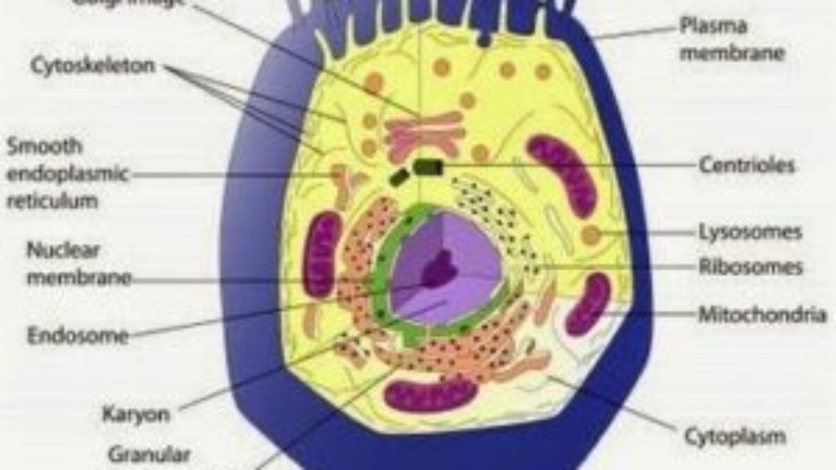 Detail Gambar Sel Eukriotik Nomer 48