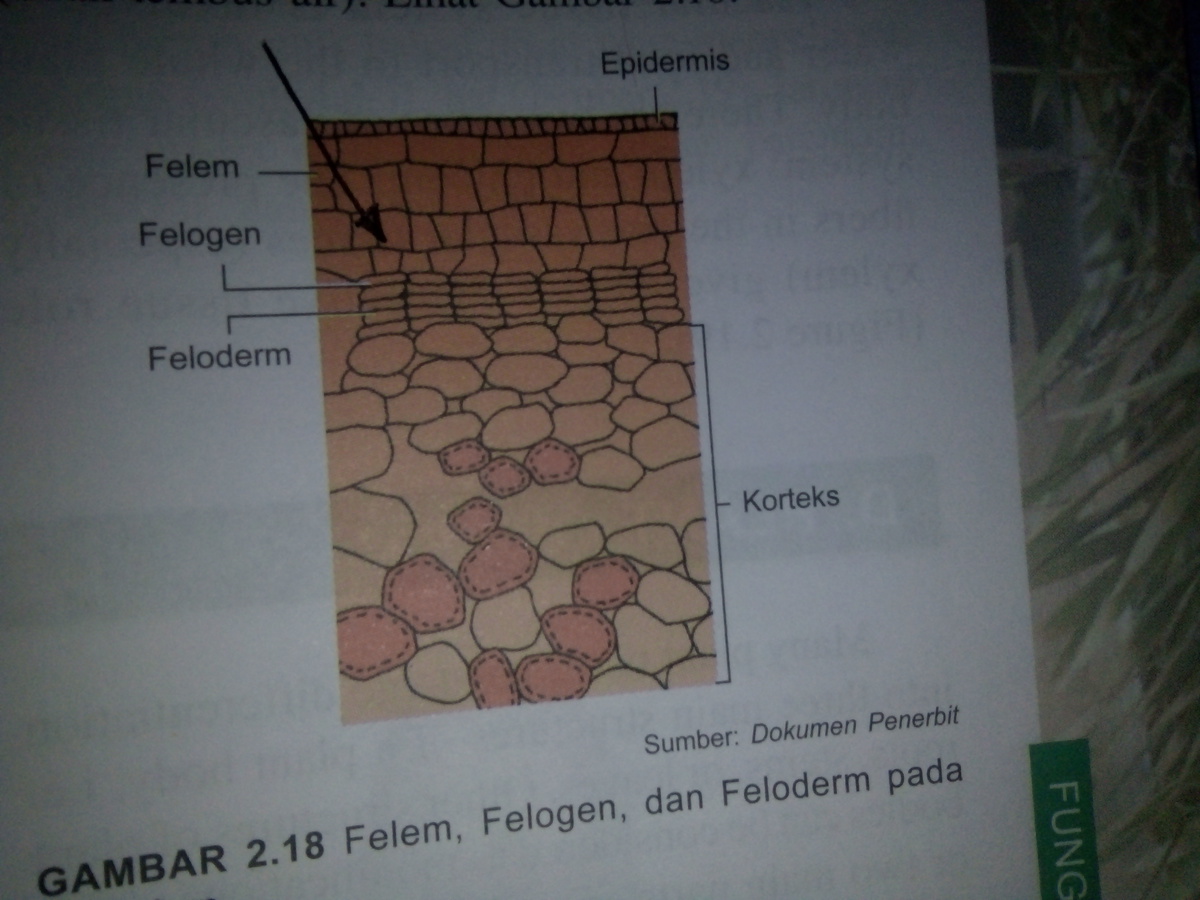 Detail Gambar Sel Gabus Nomer 2