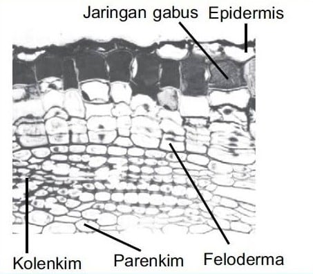 Detail Gambar Sel Gabus Nomer 15