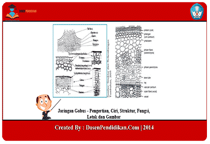 Detail Gambar Sel Gabus Nomer 17