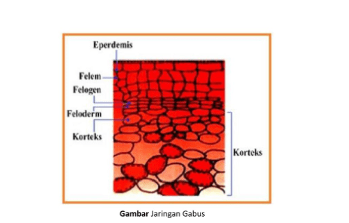 Detail Gambar Sel Gabus Nomer 18