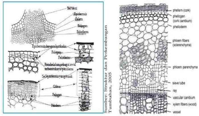 Detail Gambar Sel Gabus Nomer 19