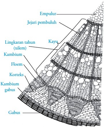 Detail Gambar Sel Gabus Nomer 29