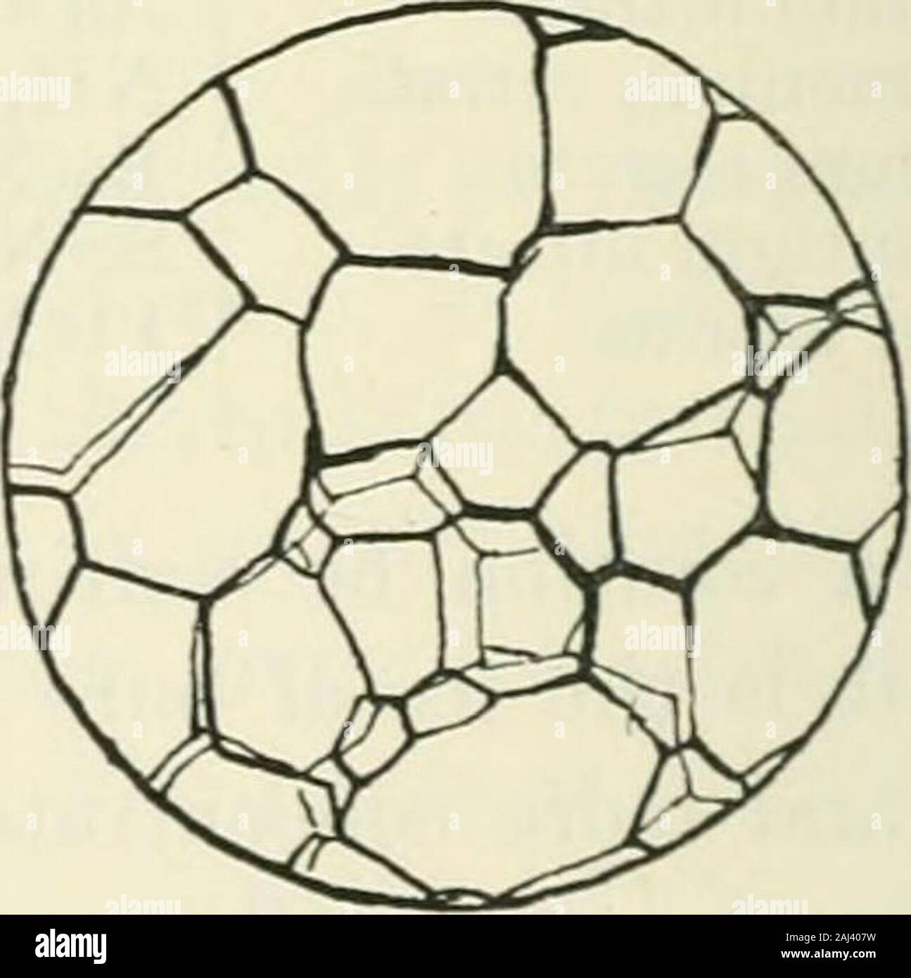 Detail Gambar Sel Gabus Nomer 30