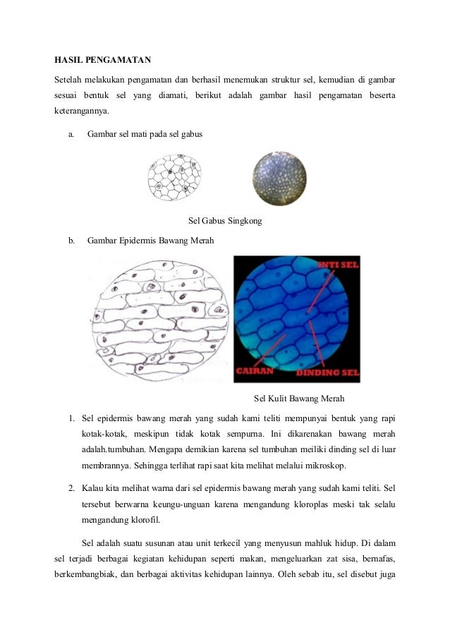 Detail Gambar Sel Gabus Nomer 6