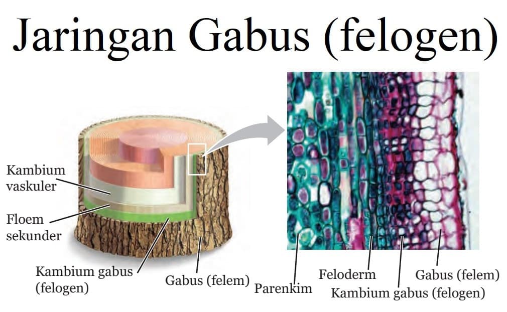 Detail Gambar Sel Gabus Nomer 41