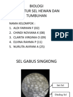 Detail Gambar Sel Gabus Ketela Pohon Nomer 12