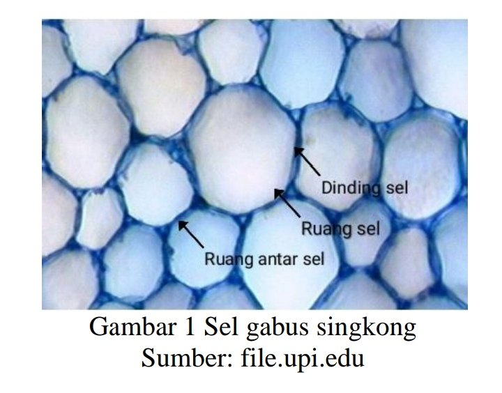 Detail Gambar Sel Gabus Ketela Pohon Nomer 13