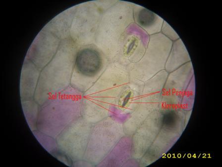 Detail Gambar Sel Gabus Ketela Pohon Nomer 20