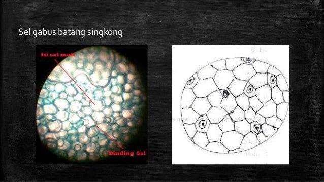 Detail Gambar Sel Gabus Ketela Pohon Nomer 4