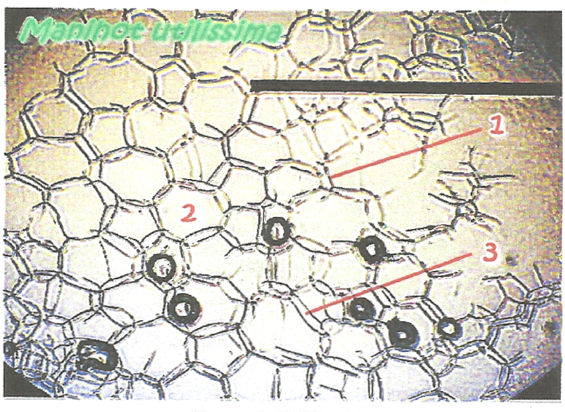 Detail Gambar Sel Gabus Ketela Pohon Nomer 26