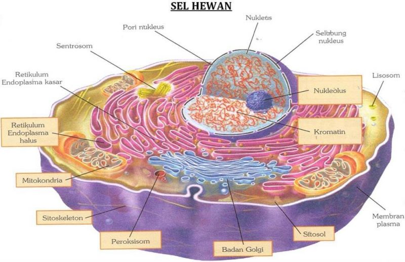 Detail Gambar Sel Hewan Nomer 18