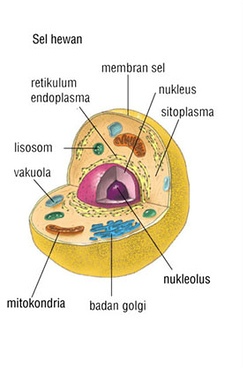 Detail Gambar Sel Hewan Nomer 51