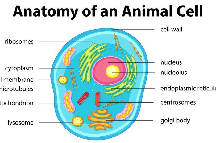 Detail Gambar Sel Hewan Nomer 8