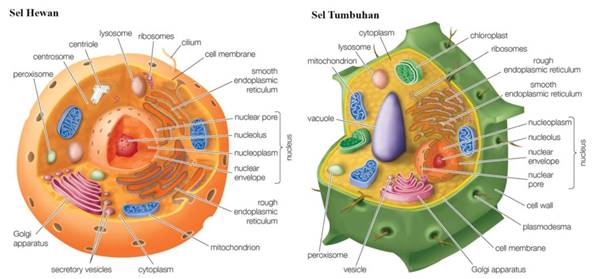 Detail Gambar Sel Hewan Bahasa Indonesia Nomer 12