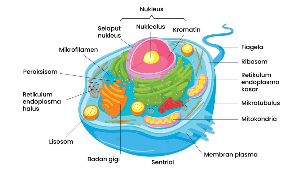 Detail Gambar Sel Hewan Bahasa Indonesia Nomer 33