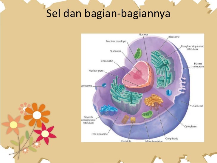 Detail Gambar Sel Hewan Dan Bagiannya Nomer 51