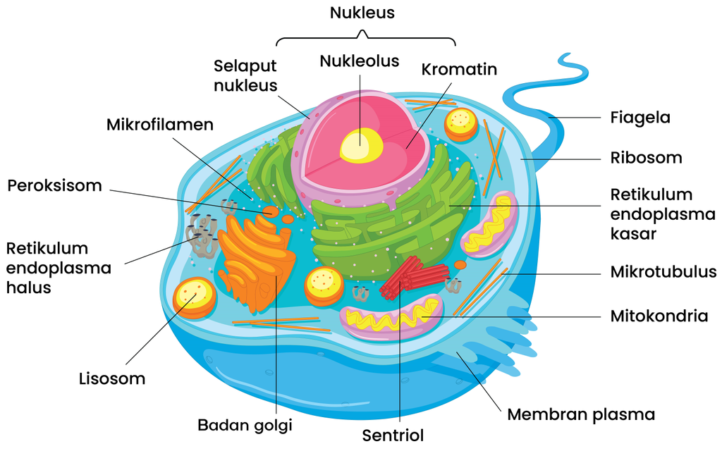 Detail Gambar Sel Hewan Dan Keterangannya Nomer 5