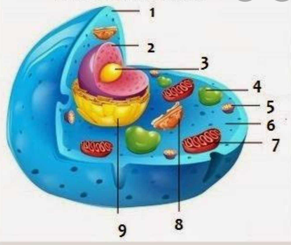 Detail Gambar Sel Hewan Dan Keterangannya Nomer 49