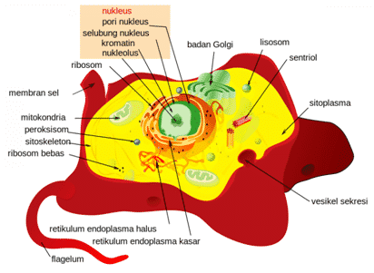 Detail Gambar Sel Hewan Dan Keteranganya Nomer 22