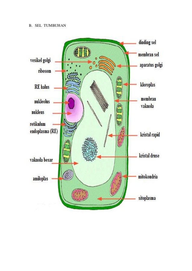 Detail Gambar Sel Hewan Dan Keteranganya Nomer 29