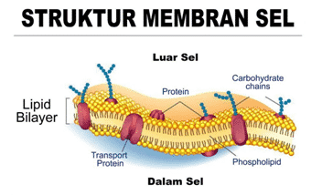 Detail Gambar Sel Hewan Dan Keteranganya Nomer 37