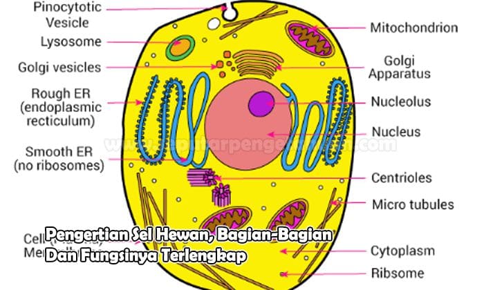 Detail Gambar Sel Hewan Dan Keteranganya Nomer 6