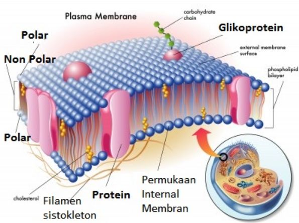 Detail Gambar Sel Hewan Dan Keteranganya Nomer 52