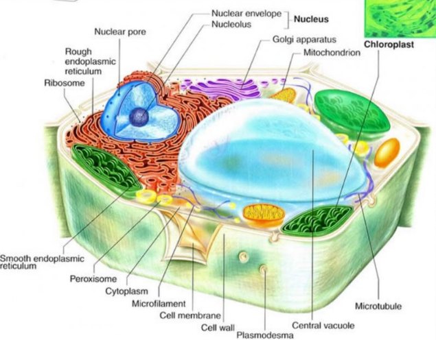 Detail Gambar Sel Hewan Dan Keteranganya Nomer 53