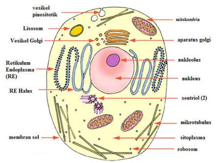 Detail Gambar Sel Hewan Dan Penjelasannya Nomer 26