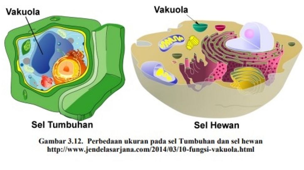 Detail Gambar Sel Hewan Dan Penjelasannya Nomer 27