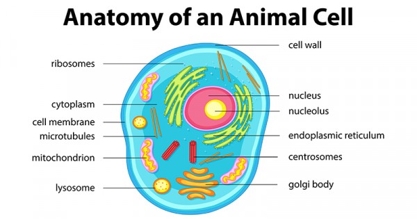 Detail Gambar Sel Hewan Dan Sel Tumbuhan Nomer 31