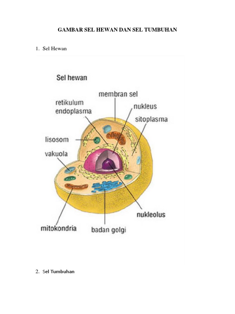 Detail Gambar Sel Hewan Dan Sel Tumbuhan Nomer 39