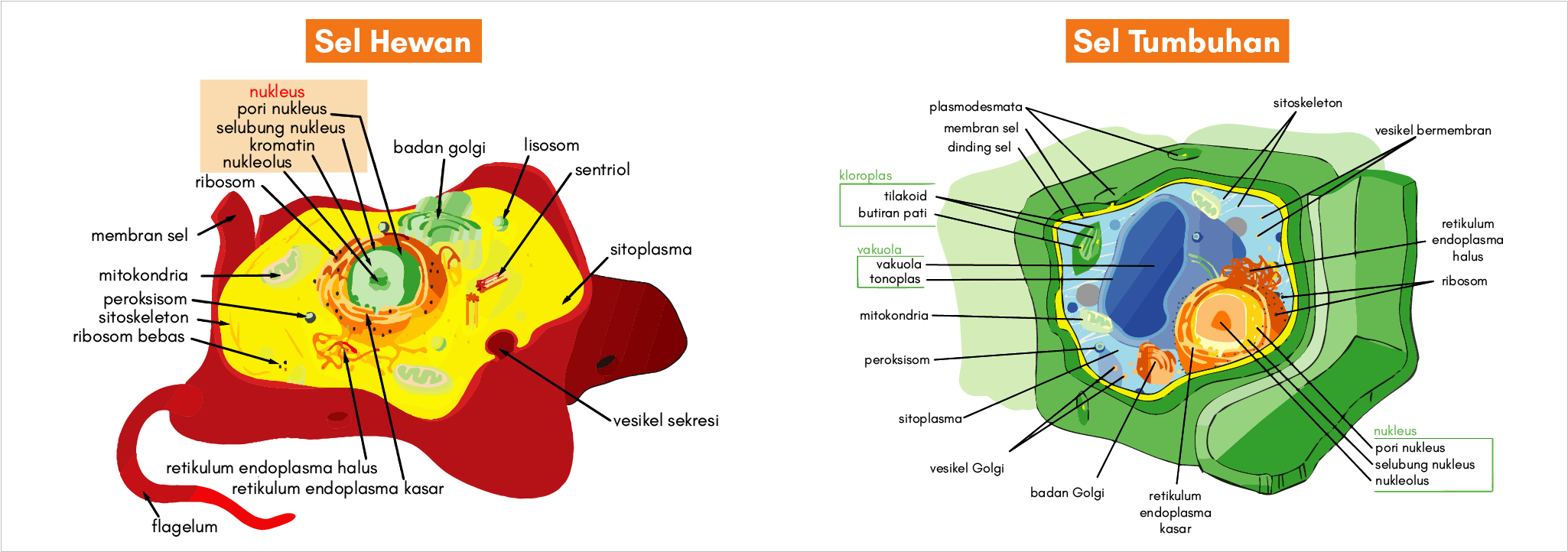 Detail Gambar Sel Hewan Dan Sel Tumbuhan Nomer 47