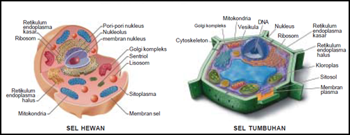 Detail Gambar Sel Hewan Dan Tumbuhan Nomer 30