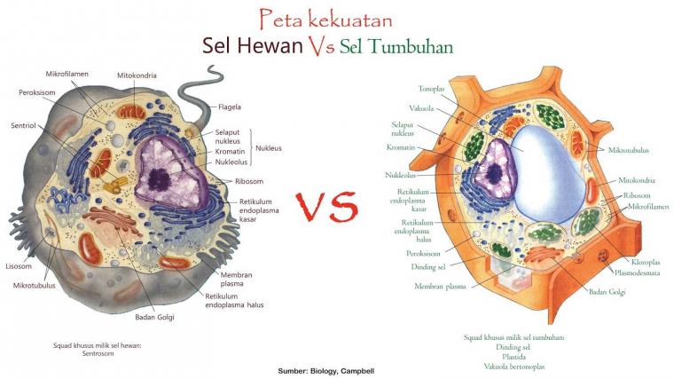 Detail Gambar Sel Hewan Dan Tumbuhan Nomer 38