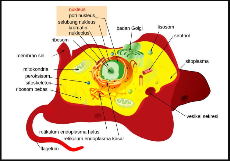 Detail Gambar Sel Hewan Dan Tumbuhan Hd Nomer 10