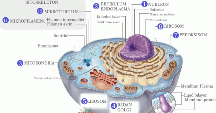 Detail Gambar Sel Hewan Dan Tumbuhan Hd Nomer 27