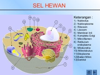 Detail Gambar Sel Hewan Dan Tumbuhan Hd Nomer 34