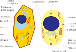 Detail Gambar Sel Hewan Dan Tumbuhan Hd Nomer 47