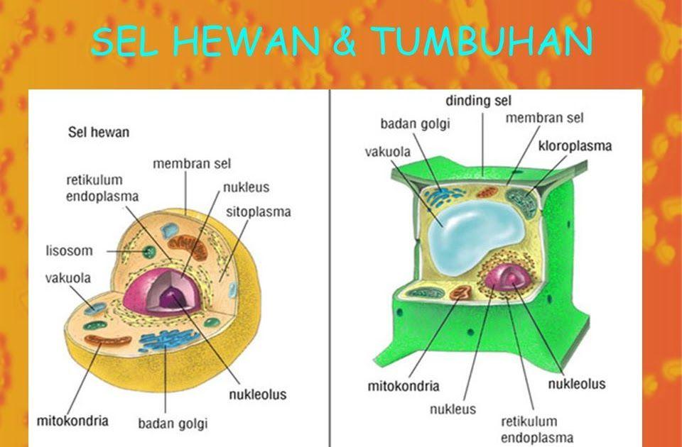 Detail Gambar Sel Hewan Dan Tumbuhan Sketsa Nomer 19