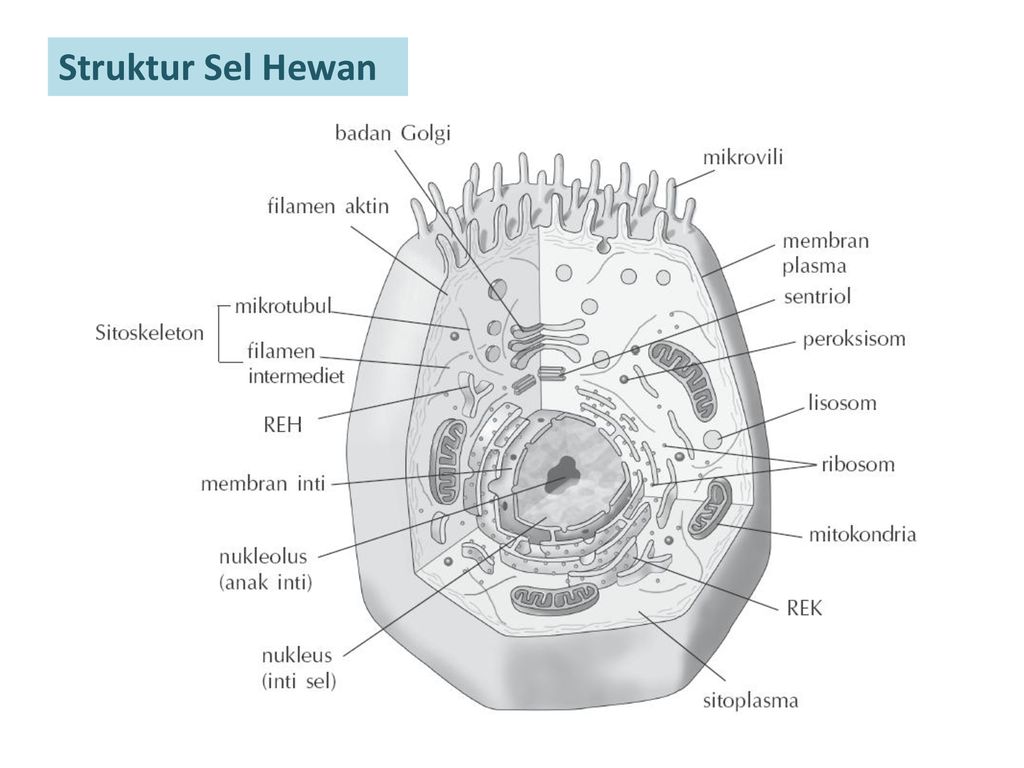 Detail Gambar Sel Hewan Dan Tumbuhan Sketsa Nomer 24